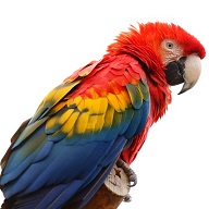 Papagaj - Multicolored as parrot in Serbian