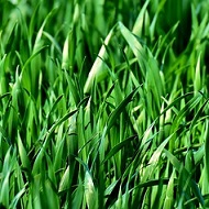 Trava - Green as grass in Serbian