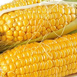 Corn in Serbian Language